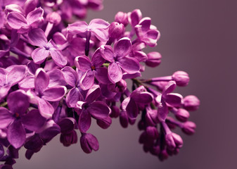 Fototapeta na wymiar Lilac zbliżenie