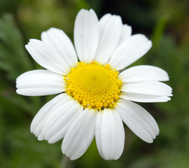 Obraz premium Daisy close up. Wild chamomile