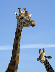 Due giraffe