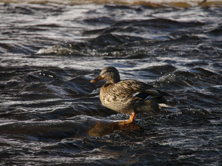 Ducks on the river in winter