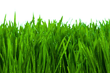 Fototapeta na wymiar green grass