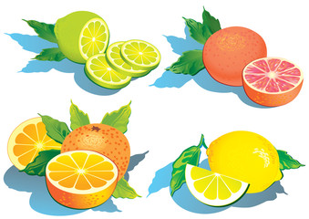 Set of citrus fruits - lemon, orange, grapefruit and lime.