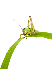 grasshopper sits on the green grass on white background