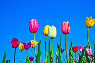 field with blooming colorful tulips
