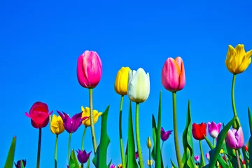 Gordijnen field with blooming colorful tulips © travelview