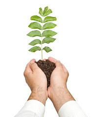 sapling in hands