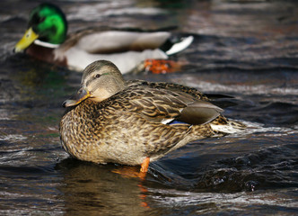 Duck on the river in winter