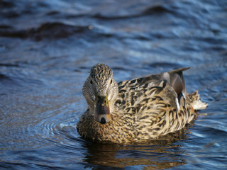 Duck on the river in winter