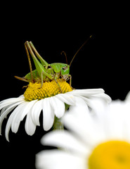 grasshopper sits on a flower daisy