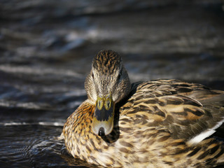 Duck on the river in winter
