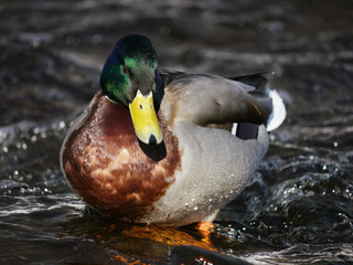 Duck on the river in winter