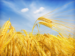 Wheat field against a blue sky