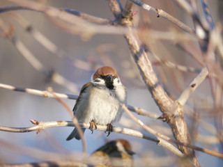 House Sparrow