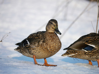 Duck on the river in winter