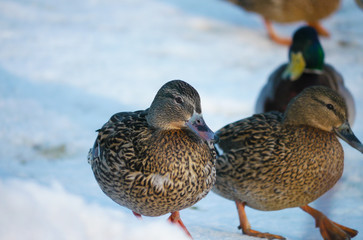 Duck on the river in winter