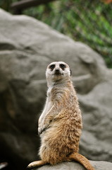 Meerkat