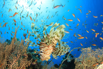 Fototapeta na wymiar Lionfish and Fan Corals