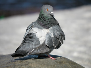 Portrait of a walking pigeon in winter day