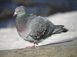 Portrait of a walking pigeon in winter day