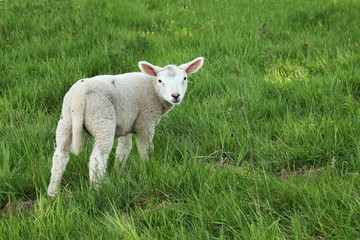 Fototapeta premium Spring Lamb In Lush Pasture