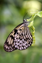 Fototapeta na wymiar czarno-biały motyl profil