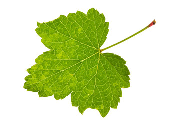 Leaf red currant