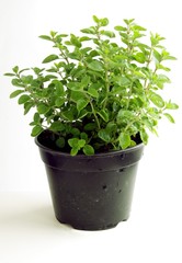 oregano herb