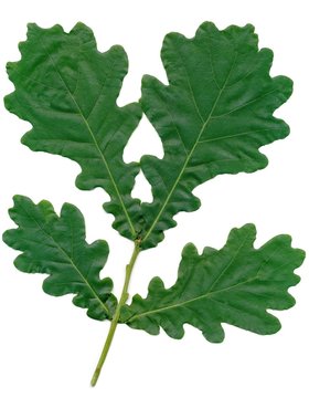 leaves of durmast - oak