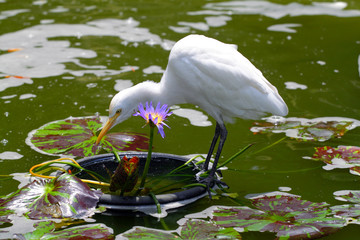 Egret..