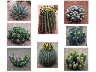 Kaktusy w Ogrodach Majorelle