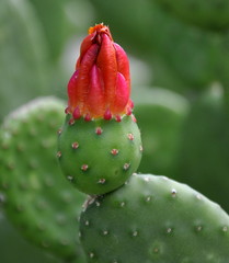 tacinga inamoena