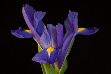 Blue iris