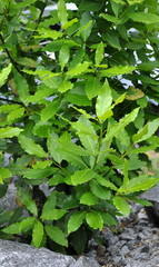 laurier nobilis