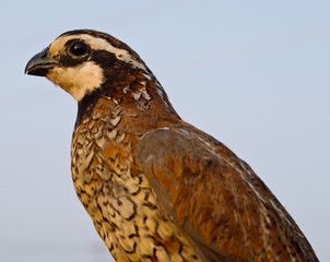 Quail