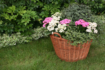 Flowers in the garden planted in a basket
