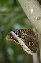 Tropical butterfly perched on a tree trunk