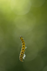 Caterpillar hanging from its silk thread