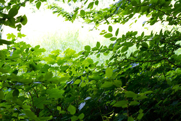 green © AustrianImages.com