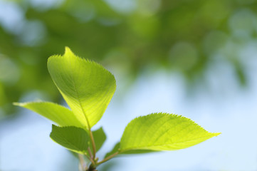 新緑の葉