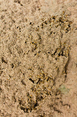 Termite nest help us work as a team.