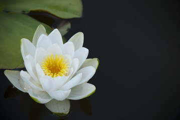 has revealed in a pond