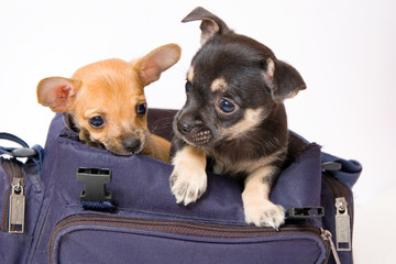Two  puppy in a bag