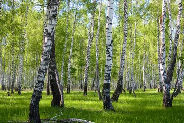 Gardinen summer birch forest landscape © Elena Blokhina