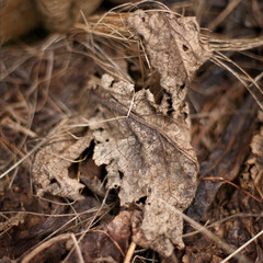 Dried Leaf