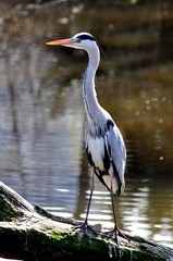 Reiher