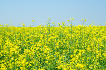 Rape seed field in summer with blue sky