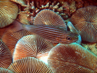 Coral fishes, Vietnam, Nha Trang