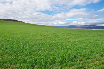 Fototapeta premium Green Grass