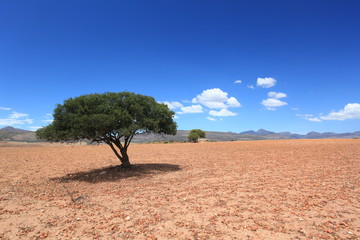 Schirmakazie in Afrika