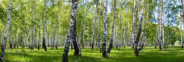 Panele Szklane  letni krajobraz lasu brzozowego